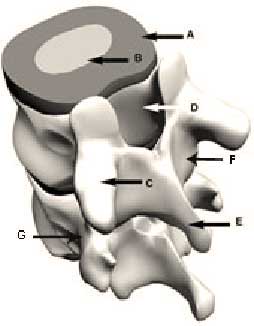 Spinal anatomy diagram displaying intervertebral disc and vertebrae labels