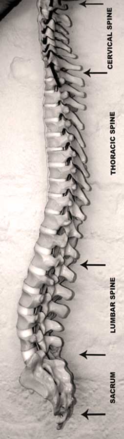 Spinal column diagram showing cervical, thoracic, lumbar, and sacrum regions